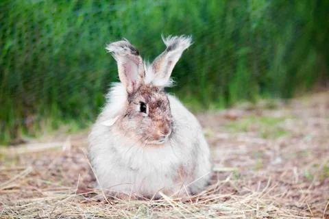 Angora rabbit on  straw Stock Photos