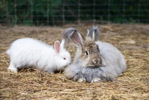 ANGORA RABBITS ON A STRAW Stock Photos