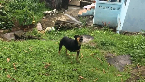 Angry 3 legged dog Stock Footage 100519485