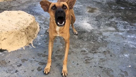 An angry aggressive dog barking in attack mode Stock Footage 93998829