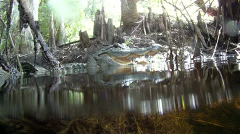 Angry Alligator Stock Footage 25002031