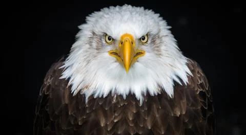 Angry American bald eagle. looking bird with the eye Stock Photos