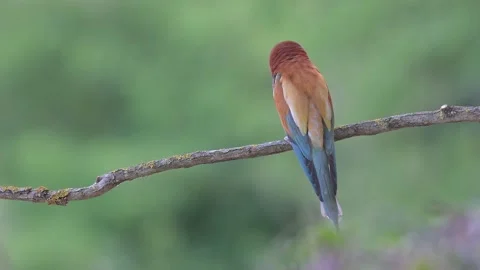Angry and ruffled bee eater on branch in breeding season (Merops apiaster) Video stock 195165248