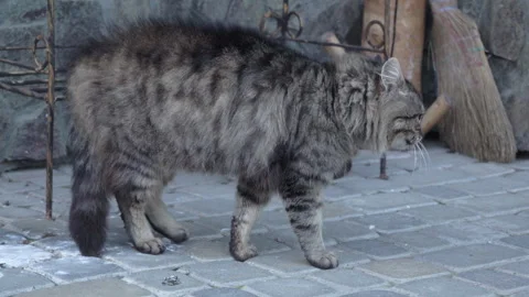 Angry and scared striped cat hissing and arching back, side view Vídeos de archivo 336748553