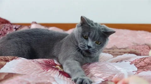Angry and seriously tuned cat hunting wand Stock Footage 89702165