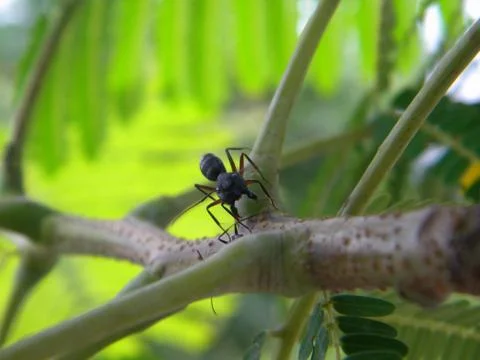 Angry Ant Foto stock