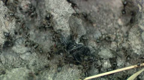 Angry Ants Attack Fly Timelapse Stock Footage 10594143