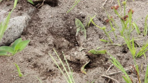 Angry Ants Fixing Home Stock Footage 59739330