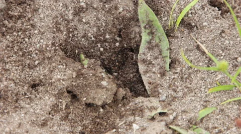 Angry Ants Fixing Home Stock-Footage 59739485
