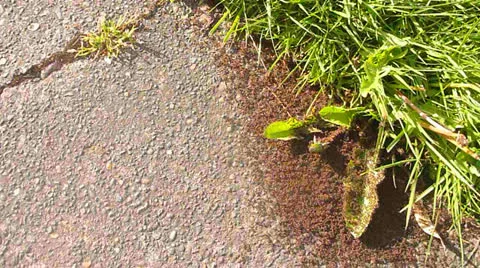 Angry Ants Stock Footage 22553810