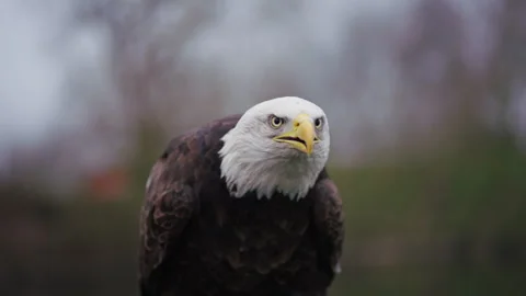 Angry bald eagle squawking, looking fiercely at camera, telephoto frontal Stock Footage 303568764