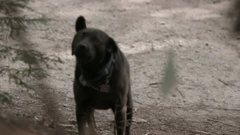 An angry barking black Labrador Stock Footage 158960656