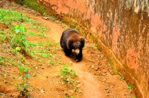 The angry bear Stock Photos