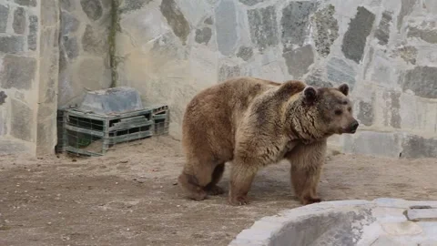 Angry bear walking Stock Footage 171929663