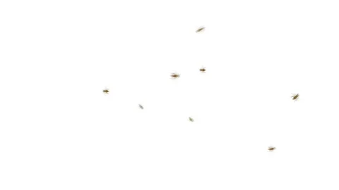 Angry Bees Flying Around in Alpha Channel Video stock 86013741