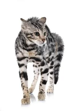 Angry bengal kitten in studio Stock Photos