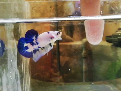 Angry betta fish Stock Footage 231284144