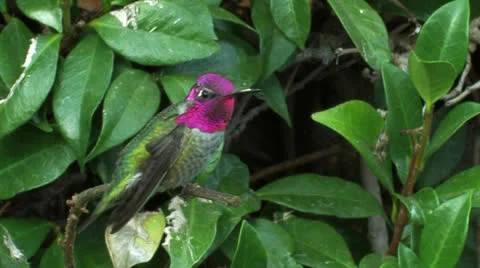 Angry bird 1: MS Anna's Hummingbird lands, inflates, chirps warnings 스톡 동영상 22580778