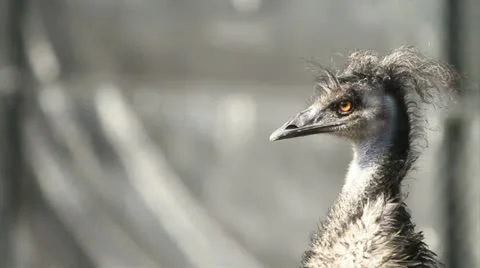 Angry bird Видео 12726778