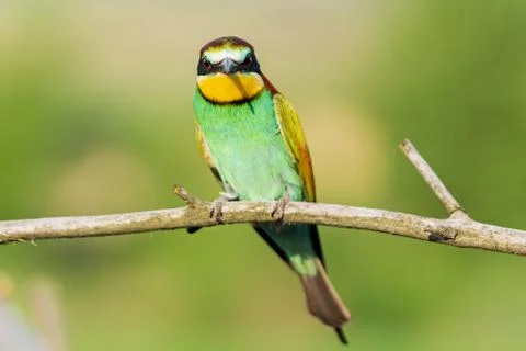 Angry bird looking at the camera Stockfoto's