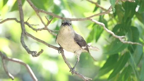 Angry Bird Squawking Perched on a Tree Branch Video stock 195348141