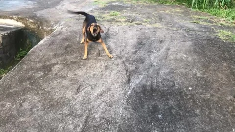 An angry black bad dog Stock Footage 264130236