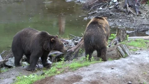 Angry Black Bears fighting on a rainy day in Alaska. Vidéo 149264966