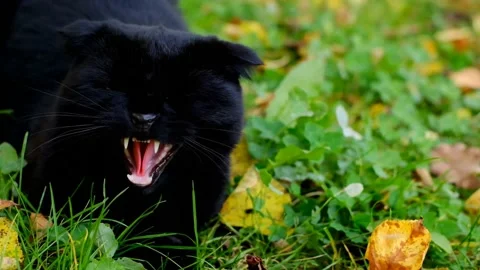 Angry cat, cat is angry, bares its teeth, - Stock Illustration