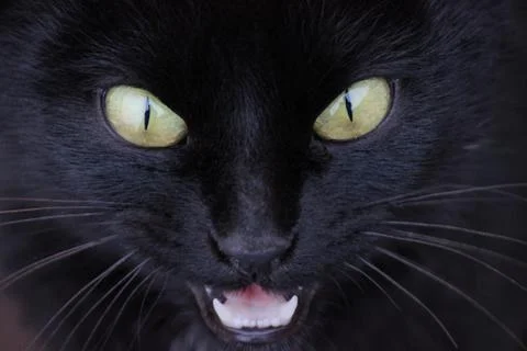 Angry Black Cat Stock Photos