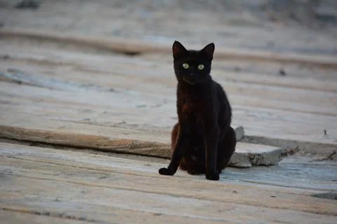 An angry black cat Foto stock