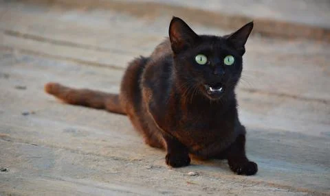 An angry black cat Stock Photos