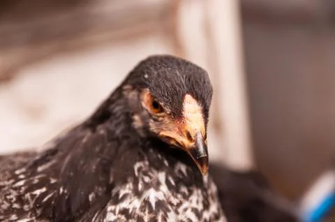 Angry black chick is looking at the camera. The beak is in focus. Hens in a Stock Photos