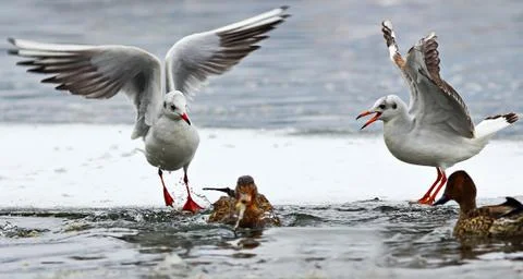 Angry black headed gulls fighting for food on icy river ( Chroicocephalus rid Foto stock