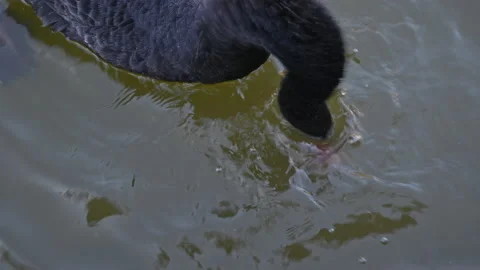 Angry black swan catches with its beak a pair of toads swimming in the lake Stock Footage 149531853