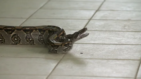 Angry Boa Constrictor Python on floor, Costa Rica 動画素材 111044295