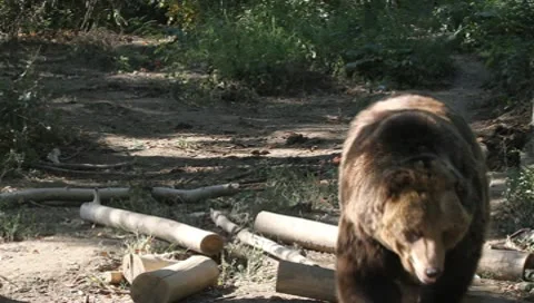 Angry Brown Bear, Ursus arctos Video stock 10561579
