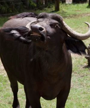 Angry buffalo in threatening posture Stock Photos