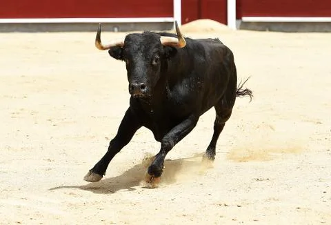 Angry bull Stock Photos