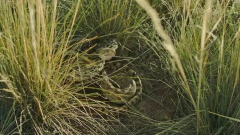 Angry Bull Snake Strike and Bites Stock Footage