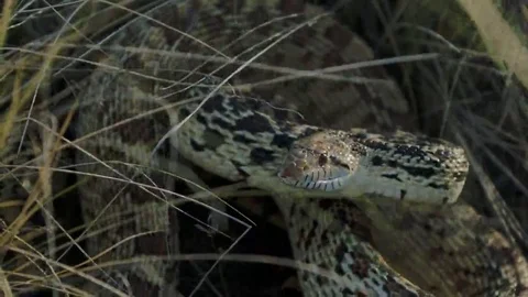 Angry Bull Snake Strike Video stock 69207963