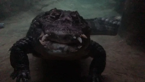 Angry Caiman Video stock 98421662