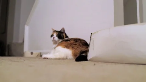 Angry calico cat lying on carpet in interior room wagging tail by shoebox Stock Footage 79600993