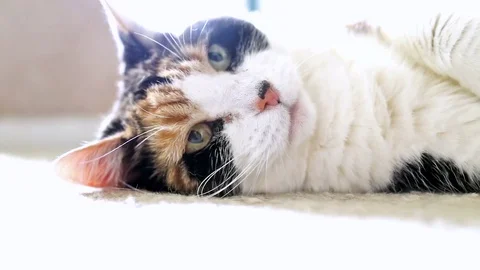 Angry calico cat lying on carpet playing and hissing Stock Footage 79602652
