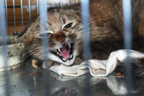 Angry Cat in a Cage Foto stock