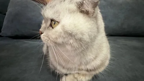 Angry cat close up looking at camera with intense eyes, pet behavior and emotion Stock Footage 336959330