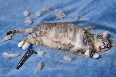 Angry cat face after combing the hair with a brush. Grumpy cat after combing  스톡 사진