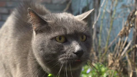 Angry cat face opens its mouth, Stock Video