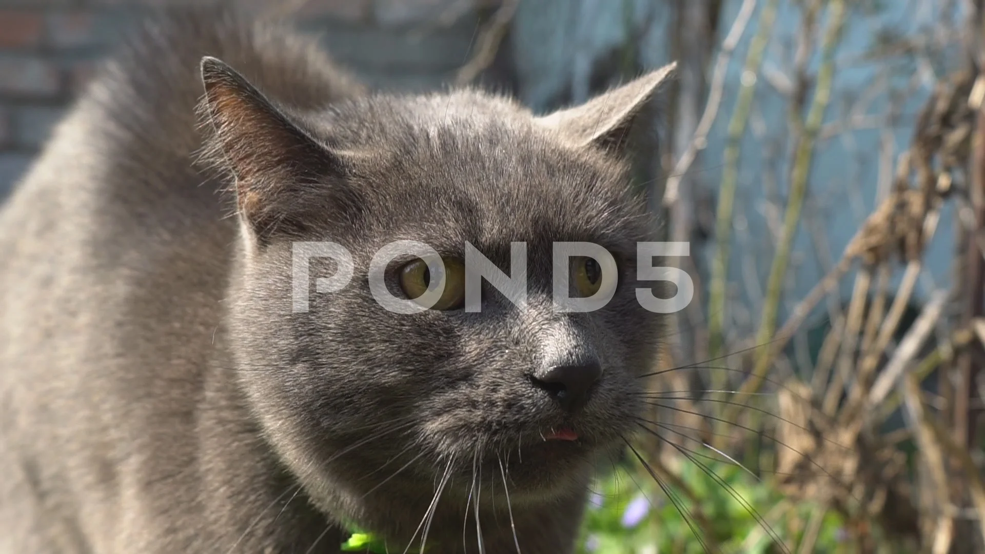 Angry cat face opens its mouth, Stock Video