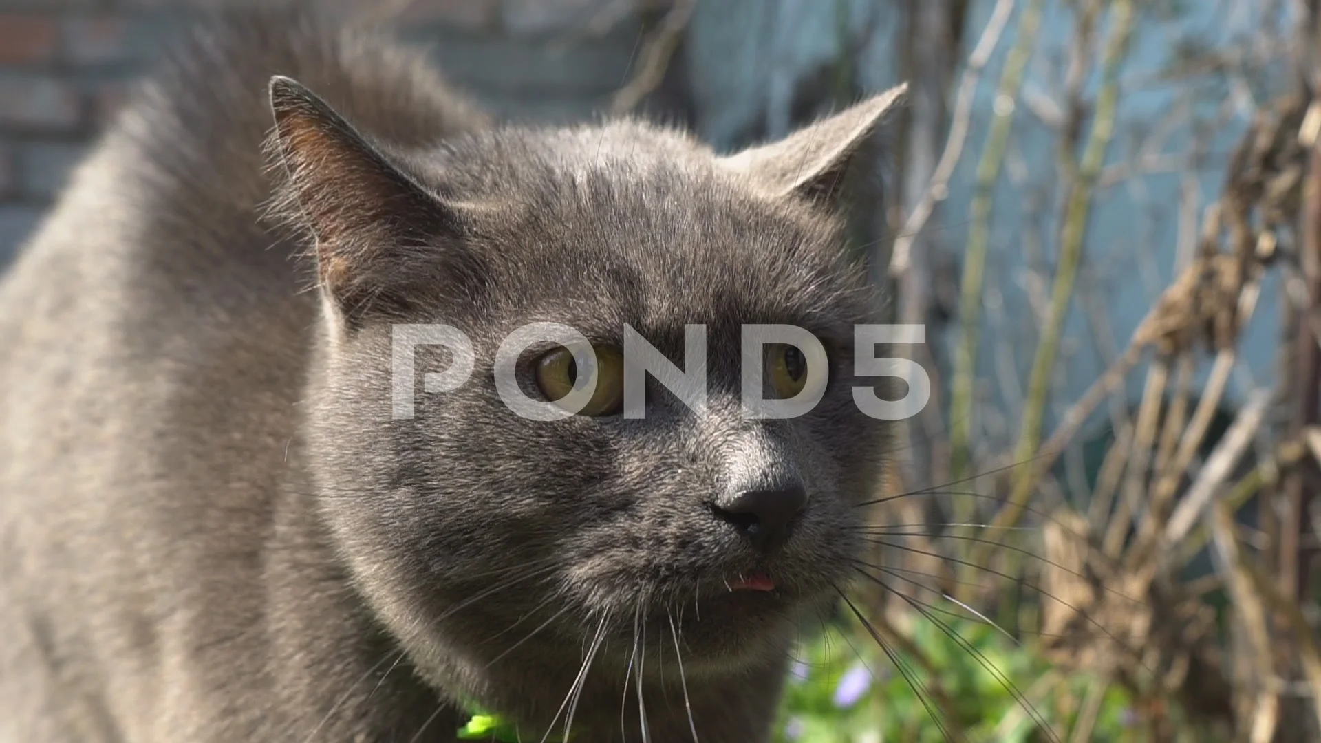 Angry cat face opens its mouth, Stock Video, angry cat face - thirstymag.com