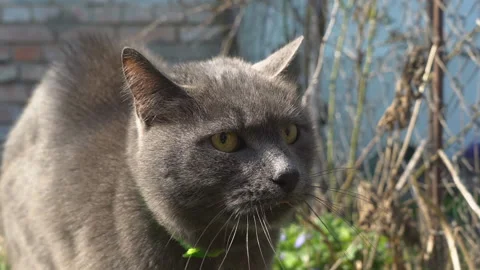 Angry cat face opens its mouth Stock Footage 128329234